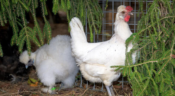 ménagerie VSF