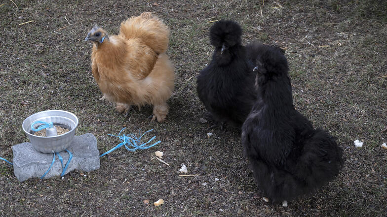 Des poules picorent dans le jardin
