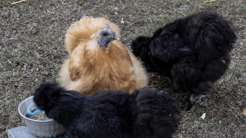 Des poules piquent des graines dans le jardin