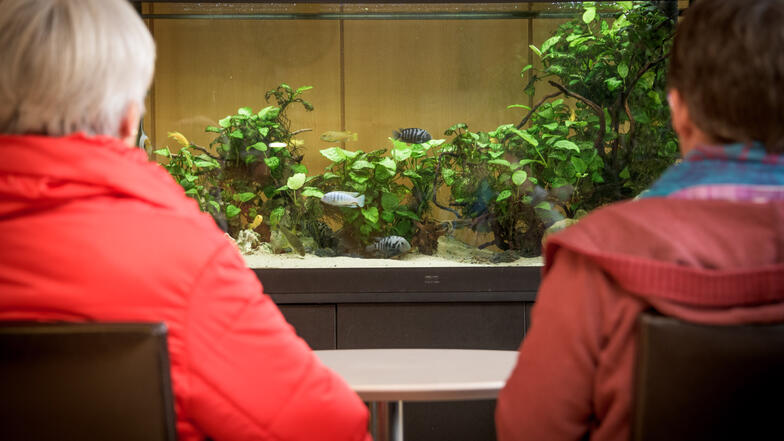 ménagerie VSF