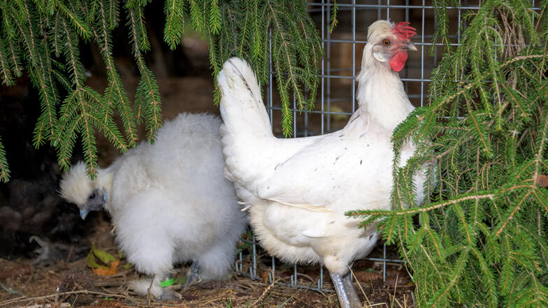 ménagerie VSF