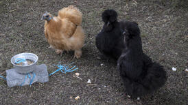 Des poules picorent dans le jardin