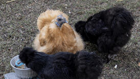 Des poules piquent des graines dans le jardin